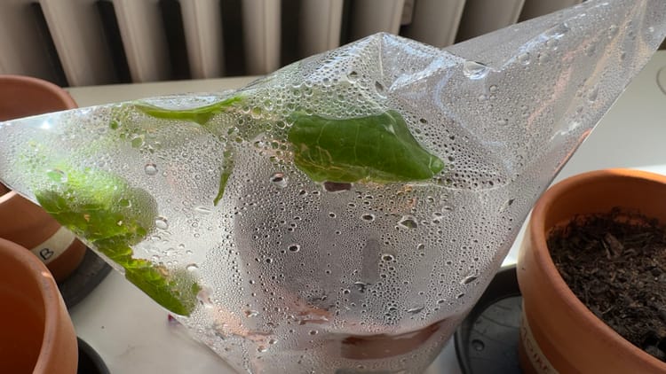 La plante de Cléo a poussé (les autres aussi)