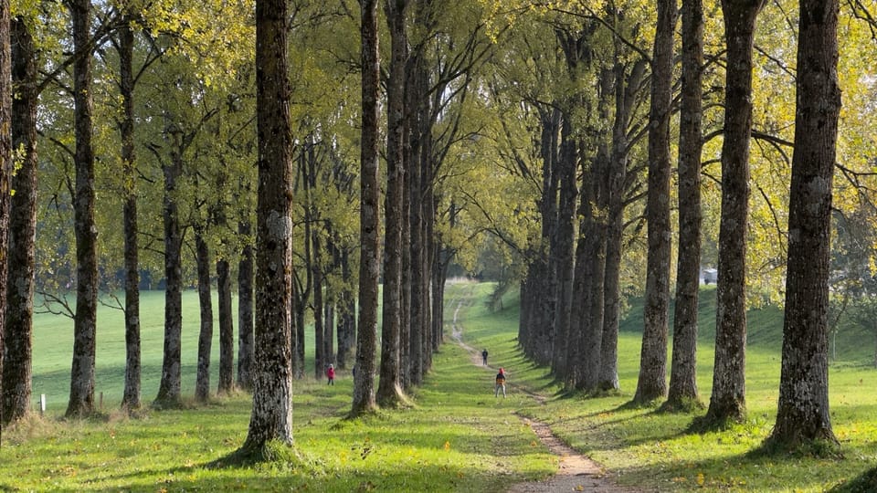 Première journée à la forêt